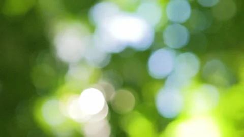 Full frame abstract nature background of green forest bokeh copy space Видео 339039515