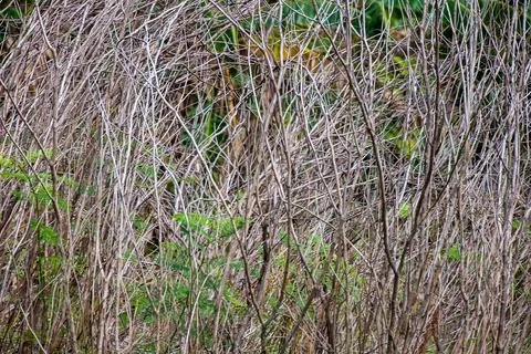 Full frame abstract texture of dense dry bush twigs and thin tree branches in na Stock Photos