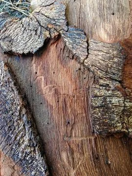 Full Frame Abstract Texture of Weathered Tree Bark and Rotten Wood Stock Photos