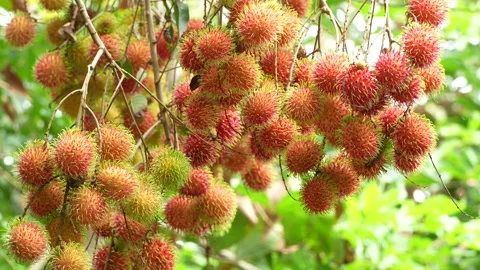 Full Frame Abundant Ripe Red Rambutan Clusters on Tree 스톡 동영상 336312437
