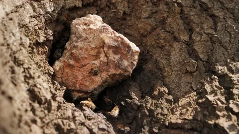 Full frame: African Bees buzz around their hive hidden in a tree Stock Footage 239808261