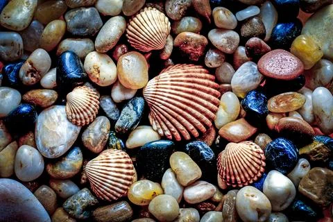 Full Frame of Assorted Sea Shells  Natural Texture Background.. Stock Photos