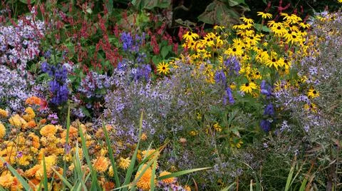 Full frame autumn flowerbed with brightly coloured assortment of flowers Stock Photos