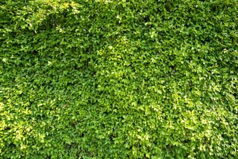 Full frame Background and texture of Banyan Tree or Ficus annulata Foto stock