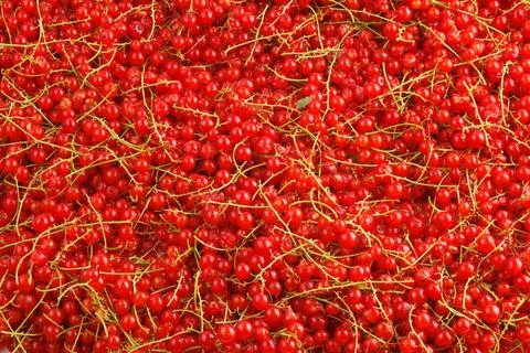 Full-frame background and texture of red currants pile in high angle view 库存照片