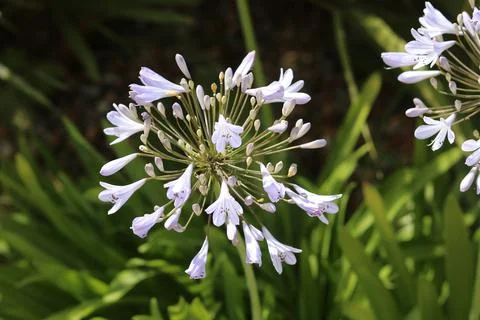 Full frame background of beautiful white agapanthus blooms and foliage Stock Photos