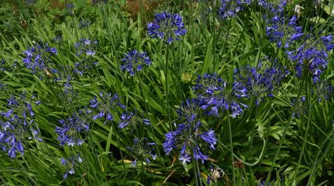 Full frame background of bright blue agapanthus blooms and foliage Stock Photos