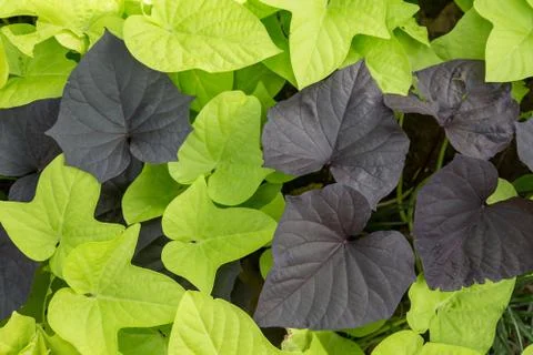 Full frame background of bright green and dark purple leaves Stock Photos