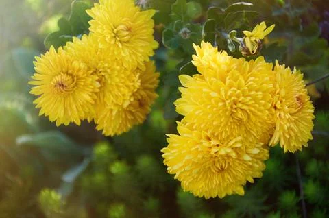 Full frame background of bright yellow flower garden chrysanthemums in autumn Stock Photos