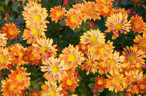 Full frame background of bright yellow, orange flower garden chrysanthemums i Stock Photos