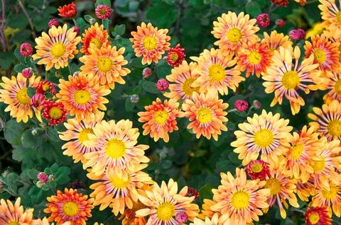 Full frame background of bright yellow, orange flower garden chrysanthemums Stock Photos