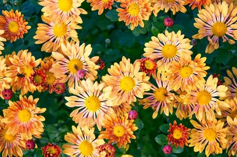 Full frame background of bright yellow, orange flower garden chrysanthemums Stock Photos