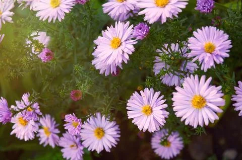 Full frame background bush of pink and purple garden chrysanthemums in autumn Stock Photos
