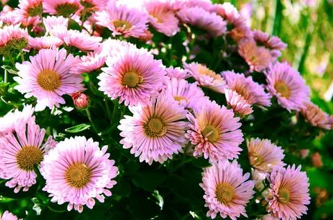 Full frame background bush of pink and purple garden chrysanthemums in autumn Stock Photos