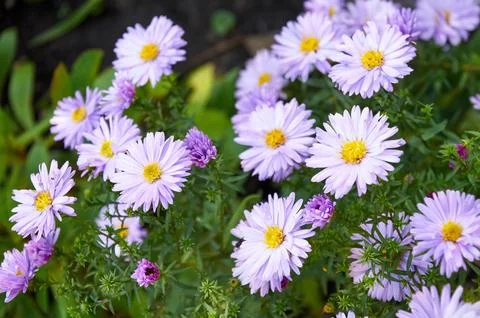 Full frame background bush of pink and purple garden chrysanthemums in autumn Stock Photos