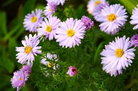 Full frame background bush of pink and purple garden chrysanthemums in autumn Stock Photos