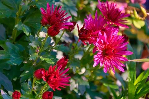 Full frame background bush of pink garden chrysanthemums in autumn Stock Photos