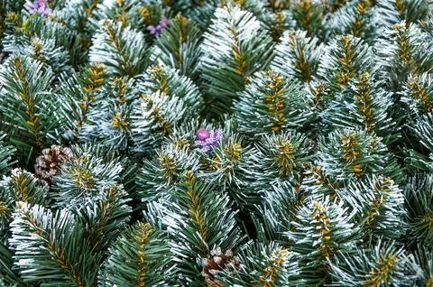 Full frame background of Christmas tree decorative branches Stock Photos