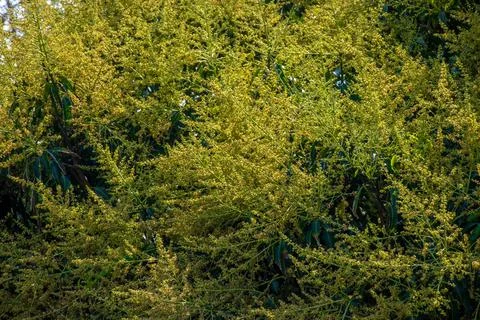 Full frame background of dense yellow mango tree flowers in full bloom on the tr Stock Photos
