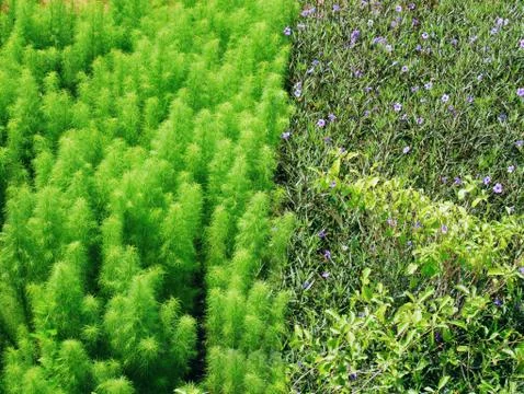 Full Frame Background of Different Kinds of Flowering Plant Field Foto stock