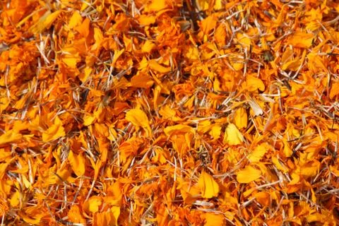 Full frame background of dried marigold flowers (tagetes) Foto stock