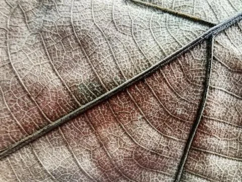 Full Frame Background of Dry Leaf Texture Stock Photos