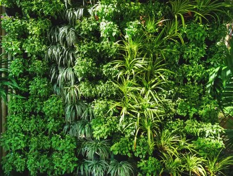 Full Frame Background of Fresh Decorative Green Plants Wall Stock Photos