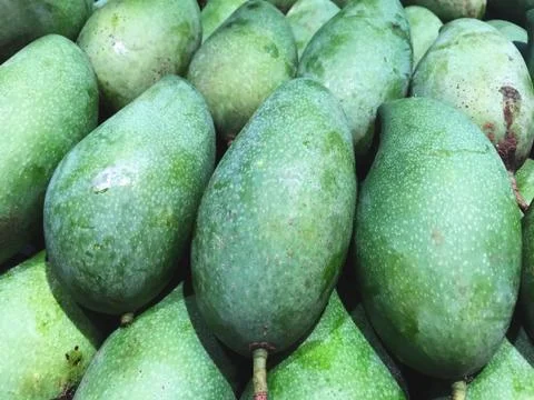 Full Frame Background of Fresh Green Mangoes Stock Photos