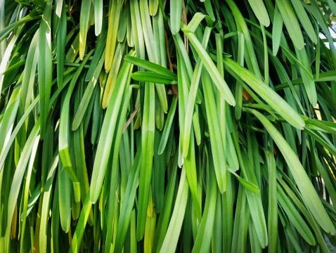 Full Frame Background of Fresh Green Plant with Long Leaf Stock Photos