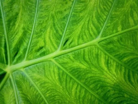 Full Frame Background of Fresh Green Leaf Texture Foto stock