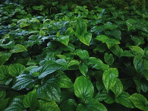 Full Frame Background of Fresh Green Herbal Plants Stock Photos