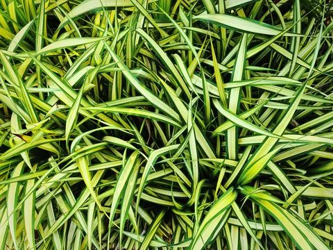 Full Frame Background of Fresh Green Yellow Spider Plants Bush Stock Photos