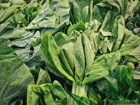 Full Frame Background of Fresh Green Vegetables with Water Droplets Foto stock