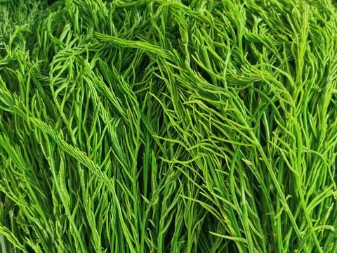 Full Frame Background of Fresh Green Herbs Texture Stock Photos
