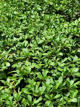 Full Frame Background of Fresh Green Bucida Buceras Leaves with Raindrops Stock Photos