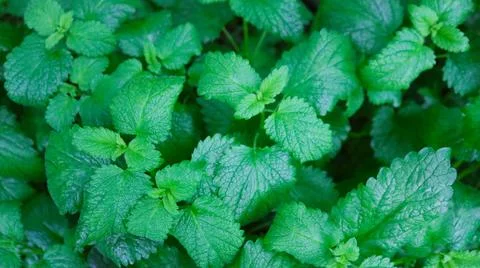 Full frame background of fresh mint leaves Stock Photos