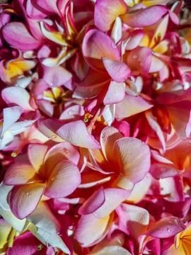 Full Frame Background of Fresh Pink and Yellow Plumeria Frangipani Flowers Stock Photos