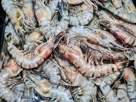 Full Frame Background of Fresh Tiger Prawns for Sale at Market Stall Foto stock
