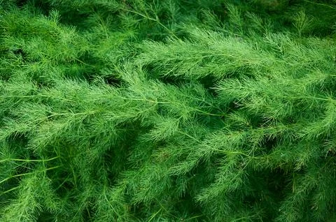 Full frame background of green asparagus bush Stock Photos