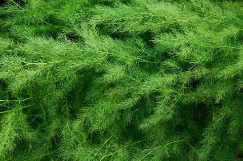 Full frame background of green asparagus bush Stock-Fotos
