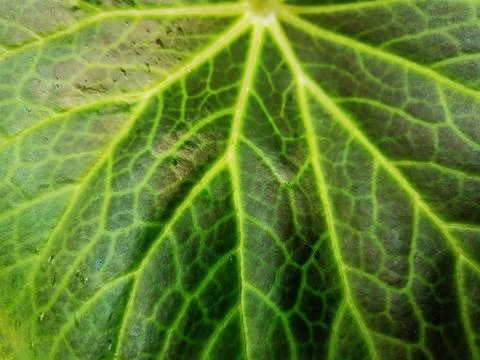 Full Frame Background of Green Leaf Texture with Small Water Droplets Foto stock
