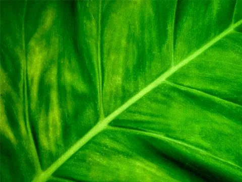 Full Frame Background of Green Leaf Texture Stock Photos