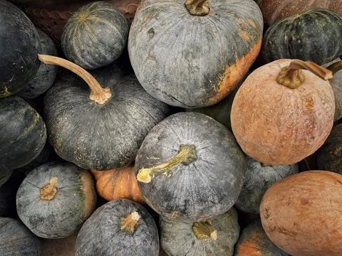 Full frame background of harvested green and orange kabocha squashes. Stock Photos