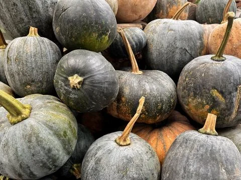 Full frame background of harvested green and orange kabocha squashes Stock Photos
