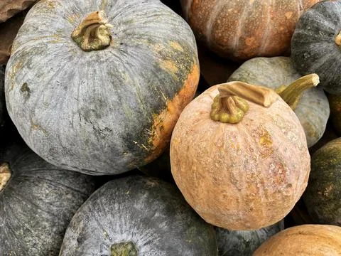Full frame background of harvested green and orange kabocha squashes Stock Photos