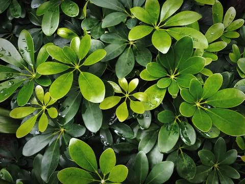 Full Frame Background of High Angle View of Fresh Beautiful Green Plant Stock Photos