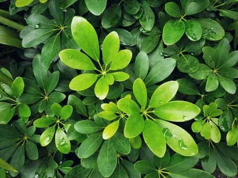 Full Frame Background of High Angle View of Wet Green Plants Stock Photos
