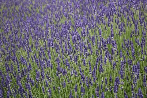 Full frame background image of beautiful lavender field with green foliage Stock Photos