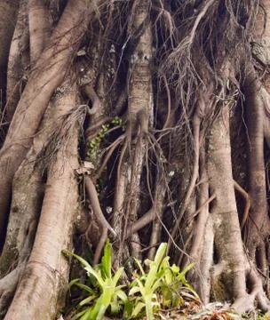 Full Frame Background Of Large Banyan Tree Roots Stock-Fotos