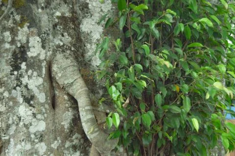 Full Frame Background Of Large Banyan Tree Roots Stock-Fotos